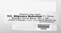 Coleroa robertiani image